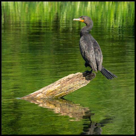 Double-crested Cormorant