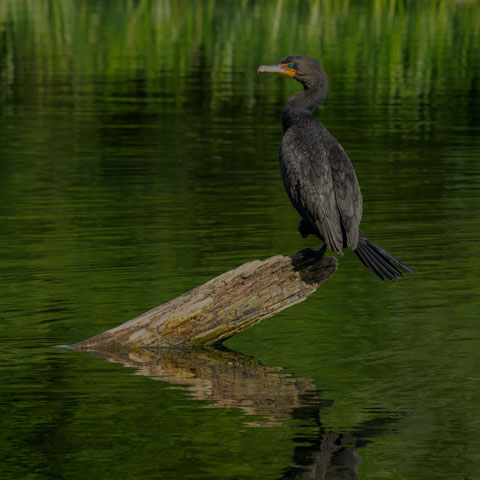 Double-crested Cormorant