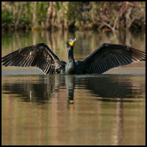 Double-crested Cormorant