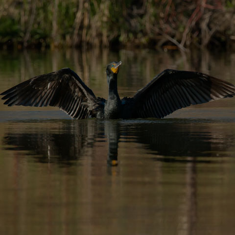 Double-crested Cormorant