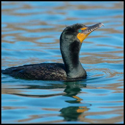 Double-crested Cormorant
