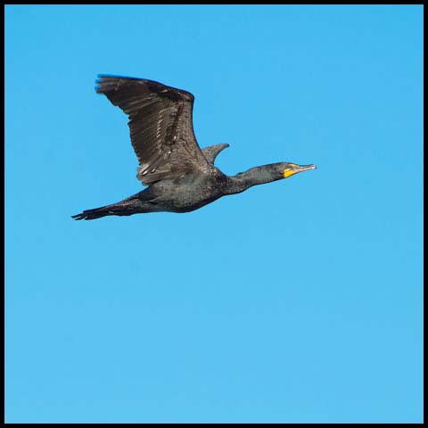Double-crested Cormorant