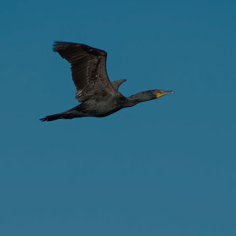 Double-crested Cormorant