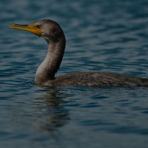 Double-crested Cormorant