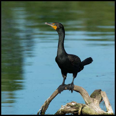 Double-crested Cormorant