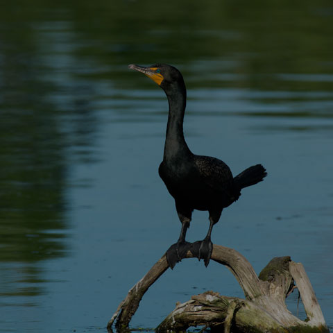 Double-crested Cormorant