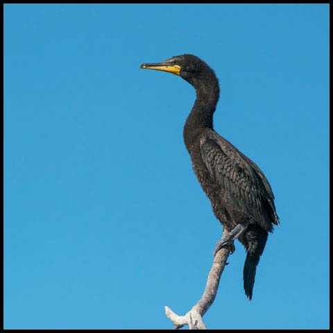 Double-crested Cormorant