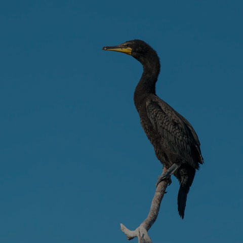 Double-crested Cormorant