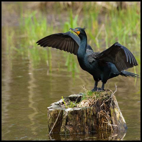 Double-crested Cormorant