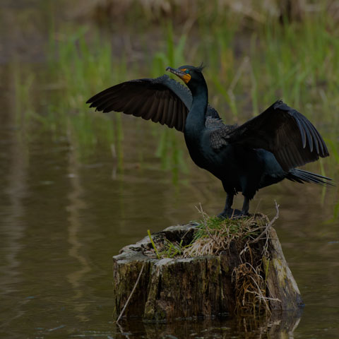 Double-crested Cormorant