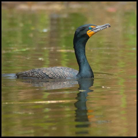 Double-crested Cormorant