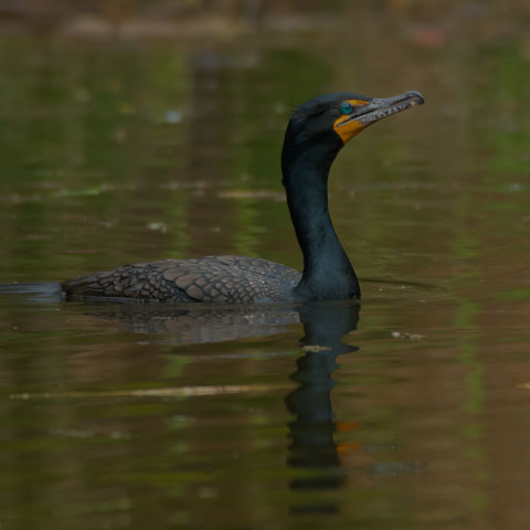Double-crested Cormorant
