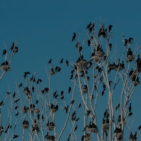Double-crested Cormorant