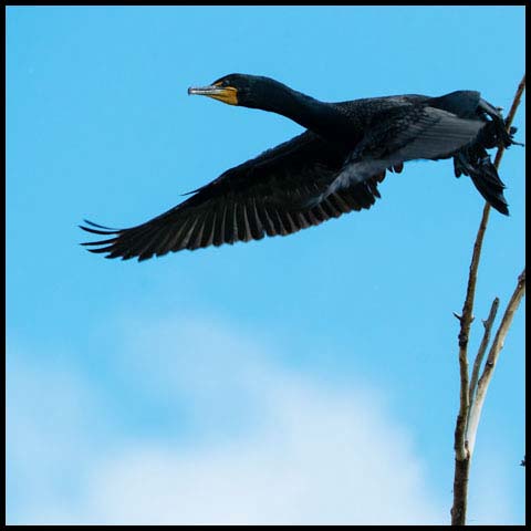 Double-crested Cormorant