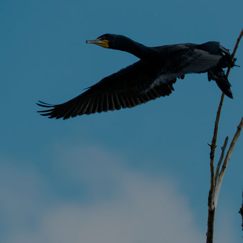 Double-crested Cormorant