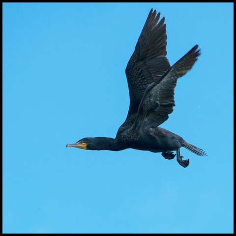 Double-crested Cormorant