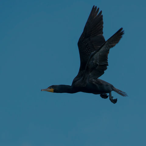 Double-crested Cormorant