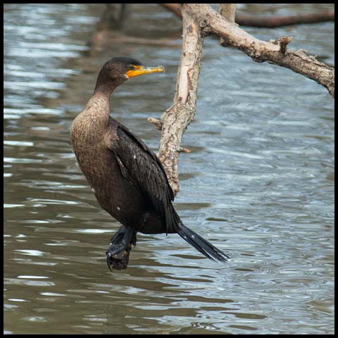 Double-crested Cormorant