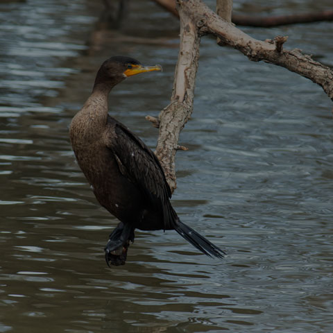 Double-crested Cormorant