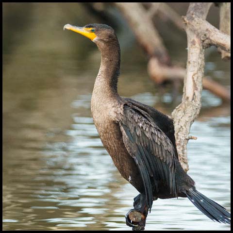 Double-crested Cormorant