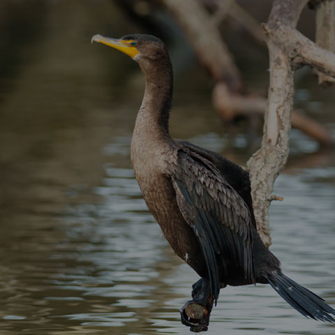 Double-crested Cormorant