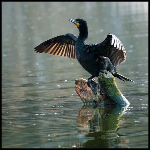 Double-crested Cormorant