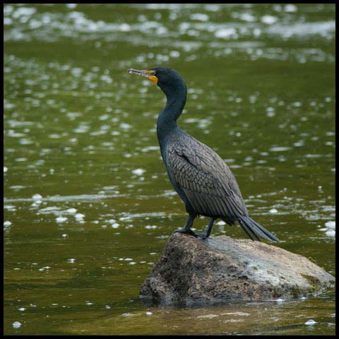 Double-crested Cormorant