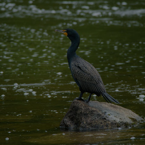 Double-crested Cormorant