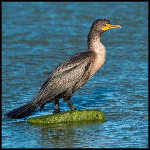 Double-crested Cormorant
