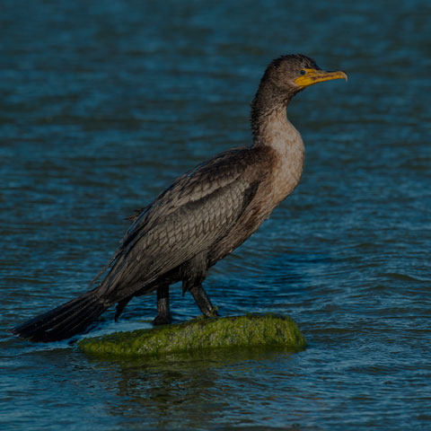 Double-crested Cormorant
