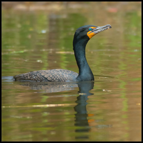 Double-crested Cormorant