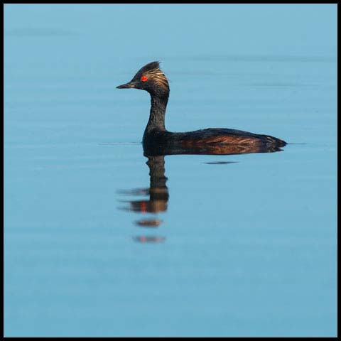 Eared Grebe