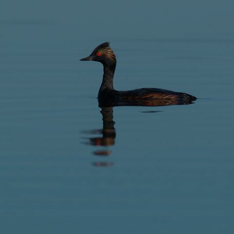 Eared Grebe