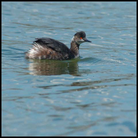 Eared Grebe