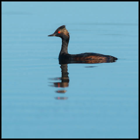 Eared Grebe