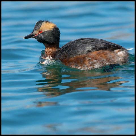 Horned Grebe