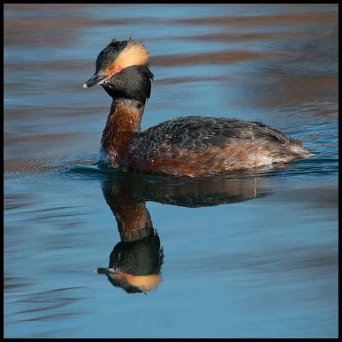 Horned Grebe