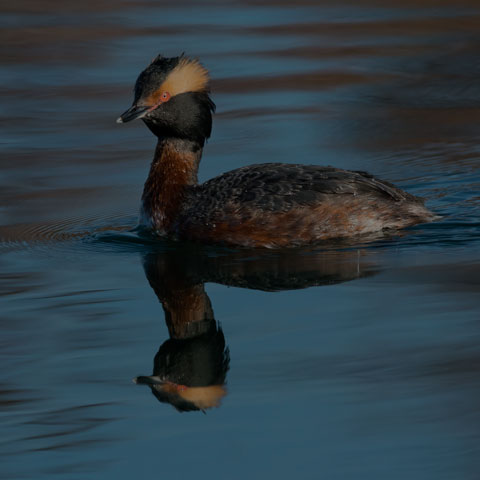 Horned Grebe