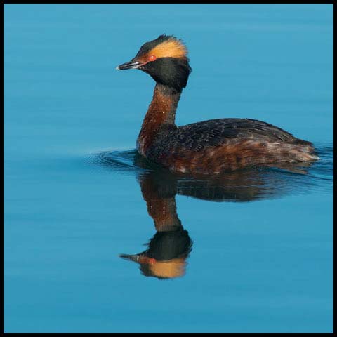Horned Grebe