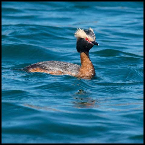 Horned Grebe