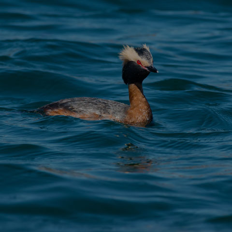 Horned Grebe