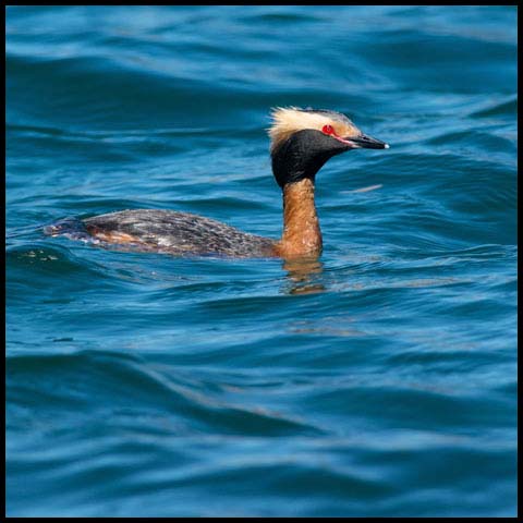 Horned Grebe