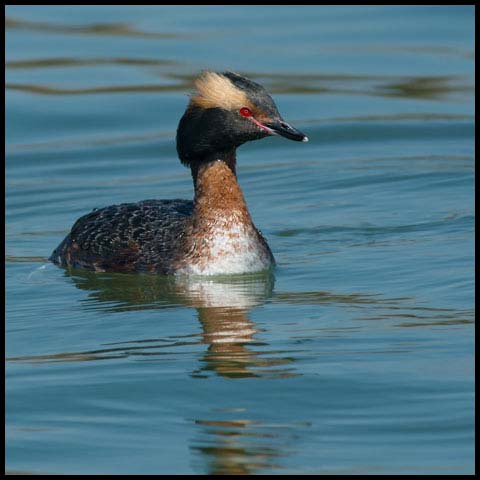 Horned Grebe