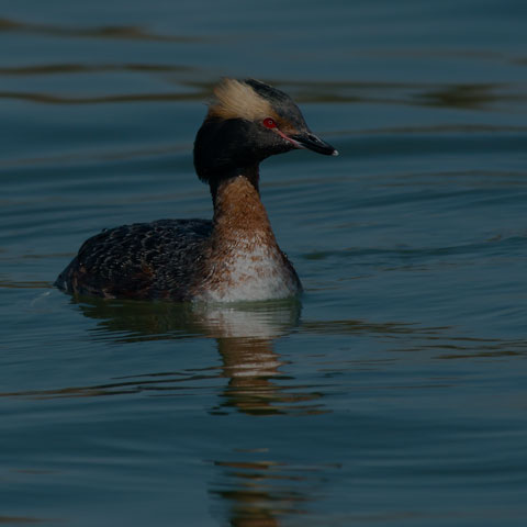 Horned Grebe