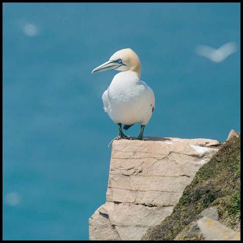 Northern Gannet