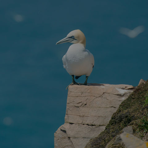 Northern Gannet