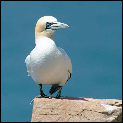Northern Gannet