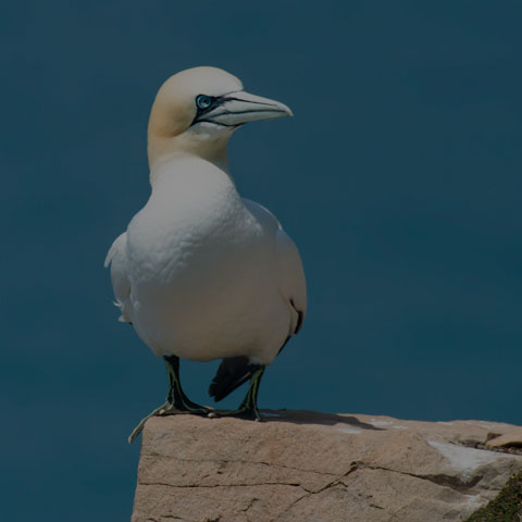 Northern Gannet