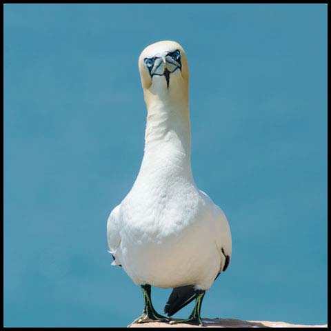 Northern Gannet