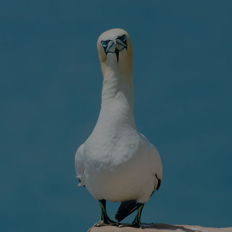 Northern Gannet
